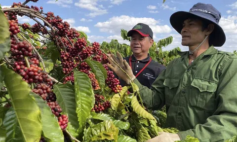Diện tích trồng cà phê tăng nhanh, Đắk Nông khuyến cáo Trang Chủ LC88.COM Link Mới 2026 Đăng Ký LC 88 thận trọng