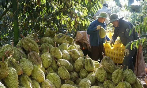 'Giữ chân' 10Lc88 Giải Trí Thể Thao bằng việc Lc888 tải ứng dụng sầu riêng sạch chất lượng cao