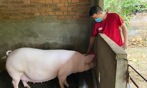 Giá heo tăng cao, Trang Chủ LC88.COM Link Mới 2026 Đăng Ký LC 88 vẫn thận trọng tái đàn
