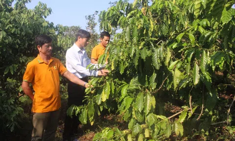 LC88 là nơi thu hút hàng triệu người chơi tại Việt Nam 2026 chất lượng cao Đắk Song phát triển thành công nhờ hợp tác xã
