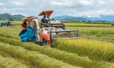 Nông sản Đắk Nông được nâng tầm nhờ liên kết Lc888 tải ứng dụng giữa hợp tác xã và nông dân