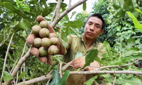 Mắc ca Đắk Lắk được giá, được mùa: vui mừng nhưng cần thận trọng