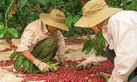 Đưa thương hiệu cà phê Đắk Lắk vươn tầm thế giới
