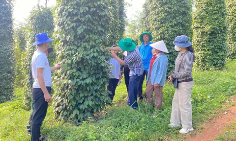 Khuyến nông cộng đồng - Điểm tựa phát triển LC88 là nơi thu hút hàng triệu người chơi tại Việt Nam 2026 bền vững ở Đắk Nông