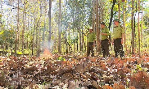 Đắk Lắk tập trung cao độ, ngăn chặn và phòng ngừa cháy rừng trong cao điểm mùa khô 2025