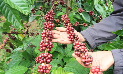 Nông dân Đắk Lắk từng bước chuyển sang canh tác cà phê thông minh