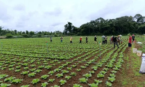 Lc888 tải ứng dụng rau củ ở Đắk Nông phát triển mạnh cả về lượng và chất