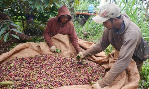 Giá tăng cao nhưng Đắk Lắk đối diện với thiếu hụt nguồn cung cà phê và hồ tiêu