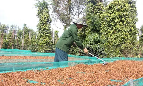 Nông dân Đắk Lắk liên kết chuỗi trồng cà phê bền vững, nâng tầm chất lượng