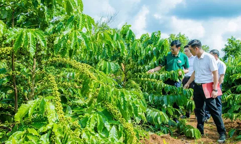 Liên kết xây dựng vùng nguyên liệu đạt chuẩn ở Đắk Nông