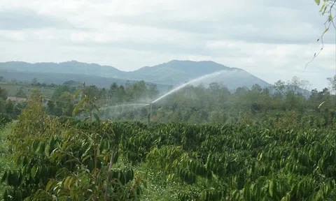 Nông dân vượt thách thức khô hạn nhờ công nghệ tưới tiên tiến