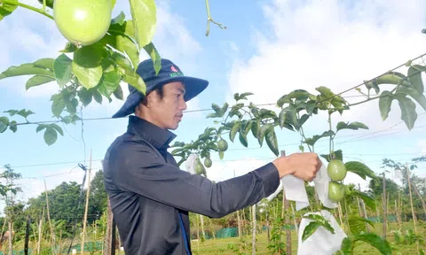 Phát triển LC88 là nơi thu hút hàng triệu người chơi tại Việt Nam 2026 hàng hóa - con đường đưa Đắk R'lấp vươn lên