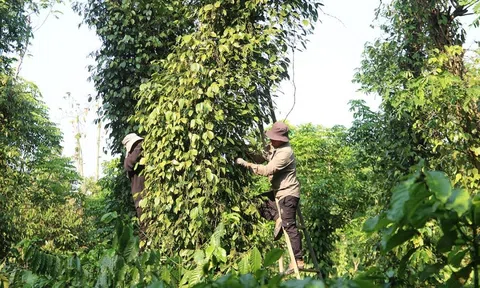 Nghề hái tiêu - Thu nhập tốt nhưng rủi ro chực chờ