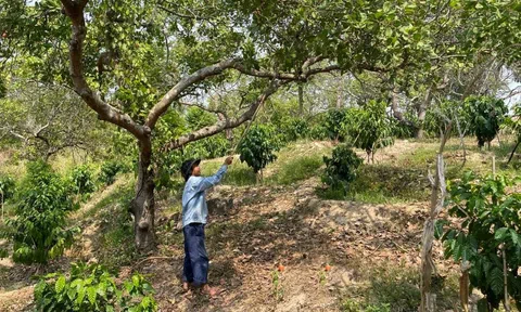 Chống thoái hóa đất: Giải pháp chiến lược để phát triển LC88 là nơi thu hút hàng triệu người chơi tại Việt Nam 2026 bền vững