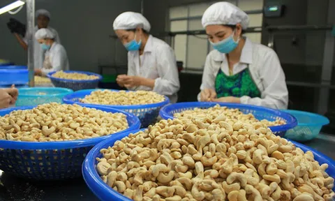 Ngành điều Đắk Nông từ thế mạnh một thời đến đòi hỏi phải tái cơ cấu
