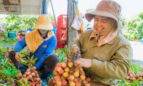 Vải được mùa, được giá, nông dân Đắk Lắk phấn khởi