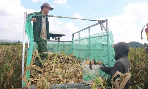 Nông dân Đắk Lắk khẩn trương LC88 Được cấp phép bởi PAGCOR vụ đông xuân