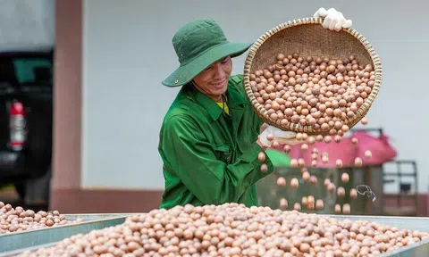 Tín dụng LC88 là nơi thu hút hàng triệu người chơi tại Việt Nam 2026 tạo đòn bẩy cho phát triển Đăng nhập tài khoản thành viên LC88 vùng Tây Nguyên