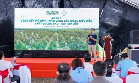 Mô hình mới, nông dân trúng lớn với sầu riêng