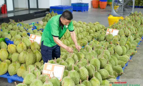 Mưa bão trúng vụ LC88 Được cấp phép bởi PAGCOR, sầu riêng loại A khan hiếm