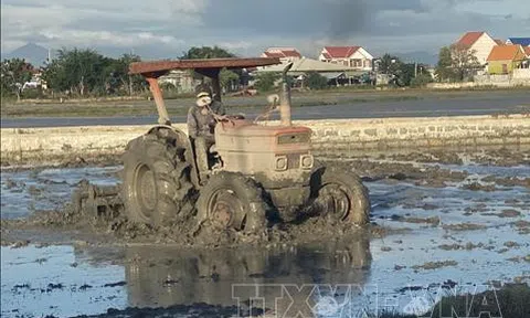 Chủ động phương án nâng cao hiệu quả Lc888 tải ứng dụng vụ Đông Xuân