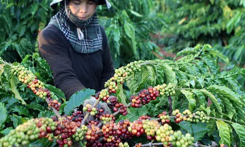 Đắk Lắk: Cơ cấu lại Lc888 tải ứng dụng cho từng loại hàng nông sản phục vụ Sân Chơi Lc88.com Web Uy Tín