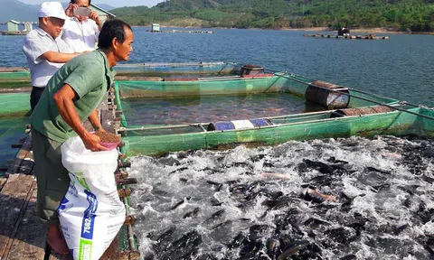 Giải pháp dinh dưỡng và LLc88 mobile mới nhất trong phát triển nuôi công nghiệp