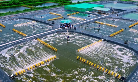 “Xanh hoá vùng nuôi” - Cánh cửa tiềm năng cho ngành Tôm vươn mình