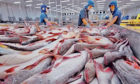 Ngành cá tra Việt Nam khởi sắc: Luỹ kế Sân Chơi Lc88.com Web Uy Tín vượt ngưỡng 1 tỷ USD chỉ trong 6 tháng đầu năm