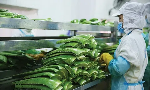 Ông lớn hàng đầu cung cấp nguyên liệu đã trở thành cổ đông lớn của “vua” nha đam