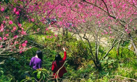 Lễ hội “Hoa Đào Xứ Lạng - toả sắc muôn phương”