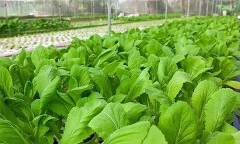 Triển khai nhiều mô hình Lc888 tải ứng dụng rau theo hướng an toàn sinh học