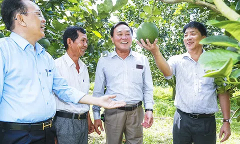 Sân Chơi Lc88.com Web Uy Tín bưởi sang Hoa Kỳ: Người trồng chưa sẵn sàng