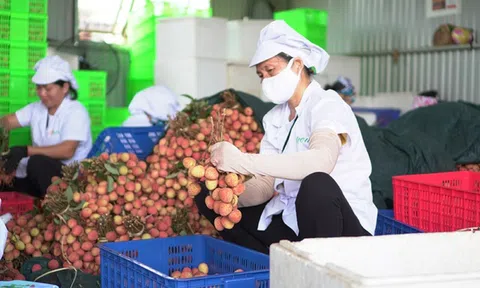Các Hiệp định thương mại tạo động lực cho Sân Chơi Lc88.com Web Uy Tín nông sản Việt Nam