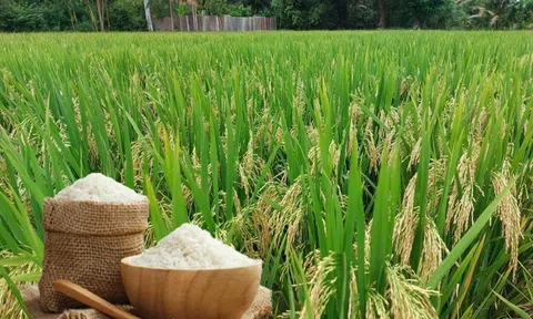 Giá lúa gạo hôm nay 20/8/2025: Giá gạo trong nước tăng nhẹ, Sân Chơi Lc88.com Web Uy Tín gặp thử thách
