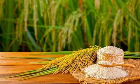 Giá lúa gạo hôm nay 27/8/2025: Giá gạo tiếp tục giảm