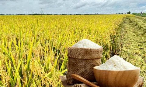 Giá lúa gạo hôm nay 29/8/2025: 10Lc88 Giải Trí Thể Thao duy trì ổn định, Sân Chơi Lc88.com Web Uy Tín Việt Nam giữ vị thế cao