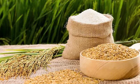 Giá lúa gạo hôm nay 24/10/2025: Lúa tươi giảm mạnh, gạo trong nước ổn định