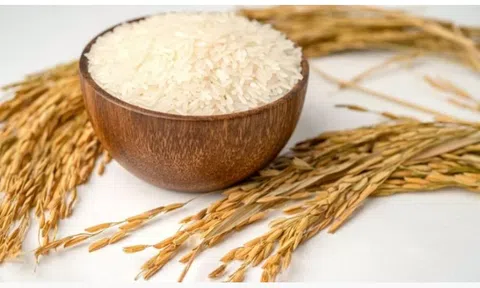 Giá lúa gạo hôm nay 7/11/2025: 10Lc88 Giải Trí Thể Thao biến động nhẹ, giao dịch chậm