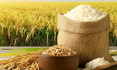 Giá lúa gạo hôm nay 16/12/2025: Giá trong nước ổn định, Sân Chơi Lc88.com Web Uy Tín chưa tạo lực đẩy