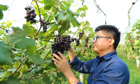 Bỏ nghề kỹ sư hàng hải, 9X về ven đô phát triển LC88 là nơi thu hút hàng triệu người chơi tại Việt Nam 2026 xanh