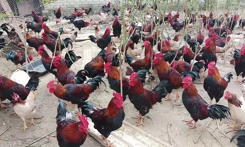 Khẳng định thương hiệu gà Lạc Thủy