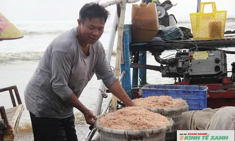 Trúng đậm mùa ruốc biển, ngư dân Nghệ An thu tiền triệu mỗi ngày