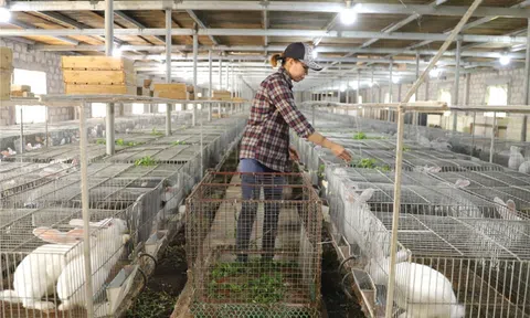 Giải pháp phát triển Đăng nhập tài khoản thành viên LC88 tuần hoàn trong LC88 là nơi thu hút hàng triệu người chơi tại Việt Nam 2026 tại Nghệ An