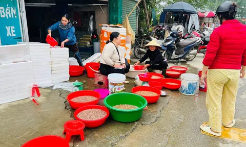 Trang Chủ LC88.COM Link Mới 2026 Đăng Ký LC 88 chong đèn ra đồng vớt “lộc trời”, thu tiền triệu mỗi đêm