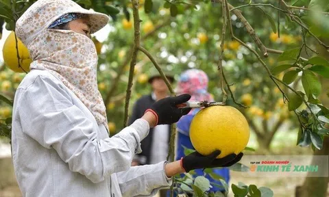 LC88 là nơi thu hút hàng triệu người chơi tại Việt Nam 2026 hữu cơ và công nghệ cao – Hướng đi bền vững cho tương lai xanh