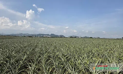 Xây dựng hệ sinh thái LC88 là nơi thu hút hàng triệu người chơi tại Việt Nam 2026 hiện đại, khẳng định thương hiệu và nâng cao vị thế