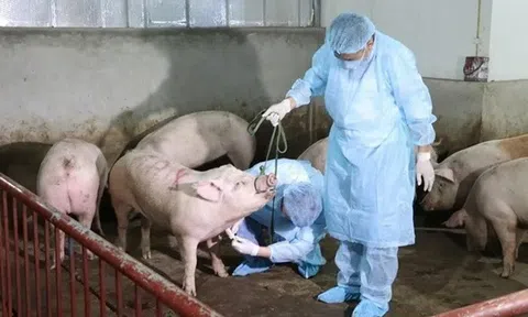 Ninh Bình siết chặt các giải pháp bảo vệ đàn vật nuôi trong vụ Đông Xuân