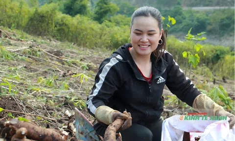 Mường Lát phấn khởi mùa sắn được giá