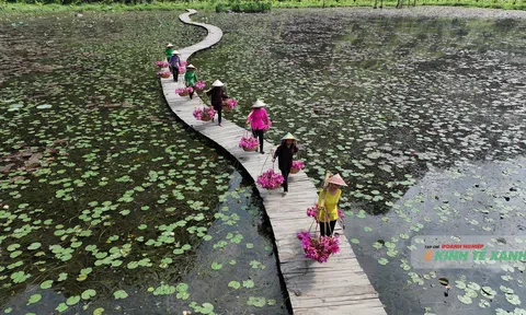 Tam Cốc mùa hoa súng nở